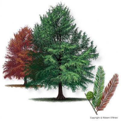 image of baldcypress tree