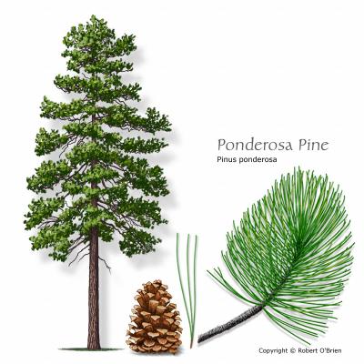 image of Pine Ponderosa tree