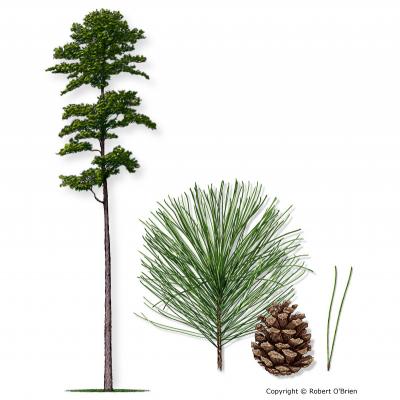 image of Pine Shortleaf tree