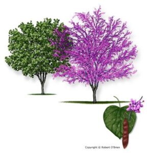 image of Redbud Eastern tree