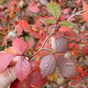 image of aromatica foliage