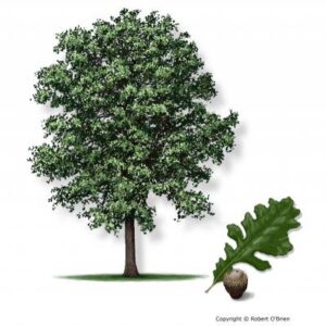 Oak, Bur hardwood containers