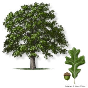 Oak, Post