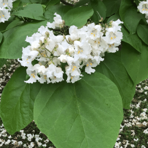 Catalpa, Southern- containers