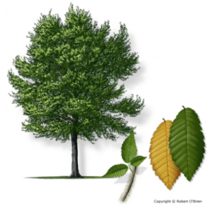 Elm, Winged- containers