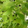Hackberry